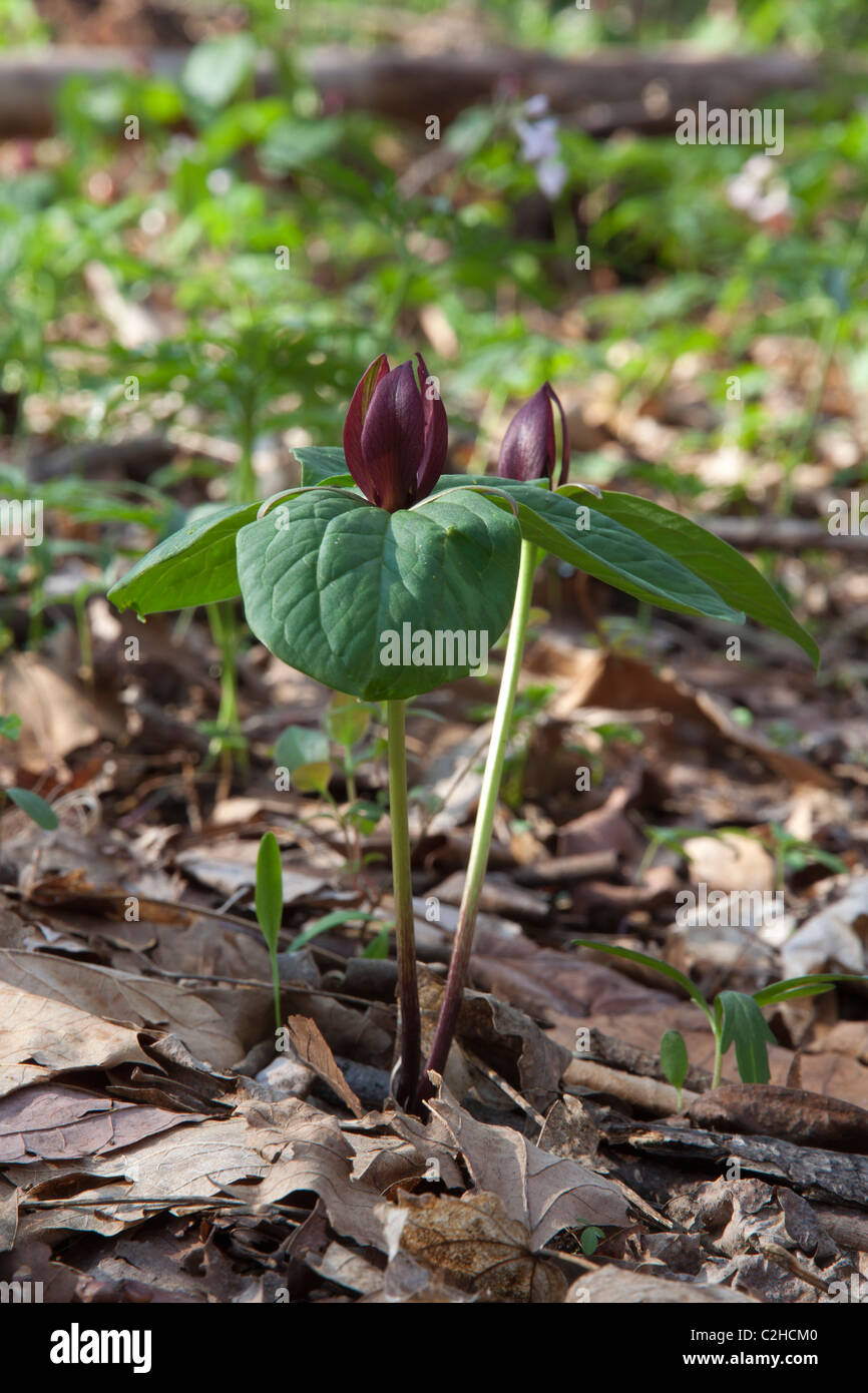 Toad Trillium, Toadshade, sessili a fiore wake-robin in fiore Trillium sessili molla Indiana USA Foto Stock