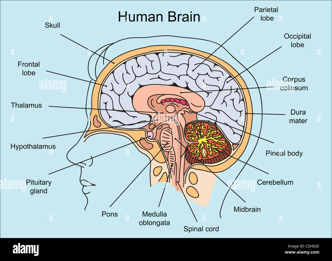 Struttura del cervello umano illustrazione Foto Stock