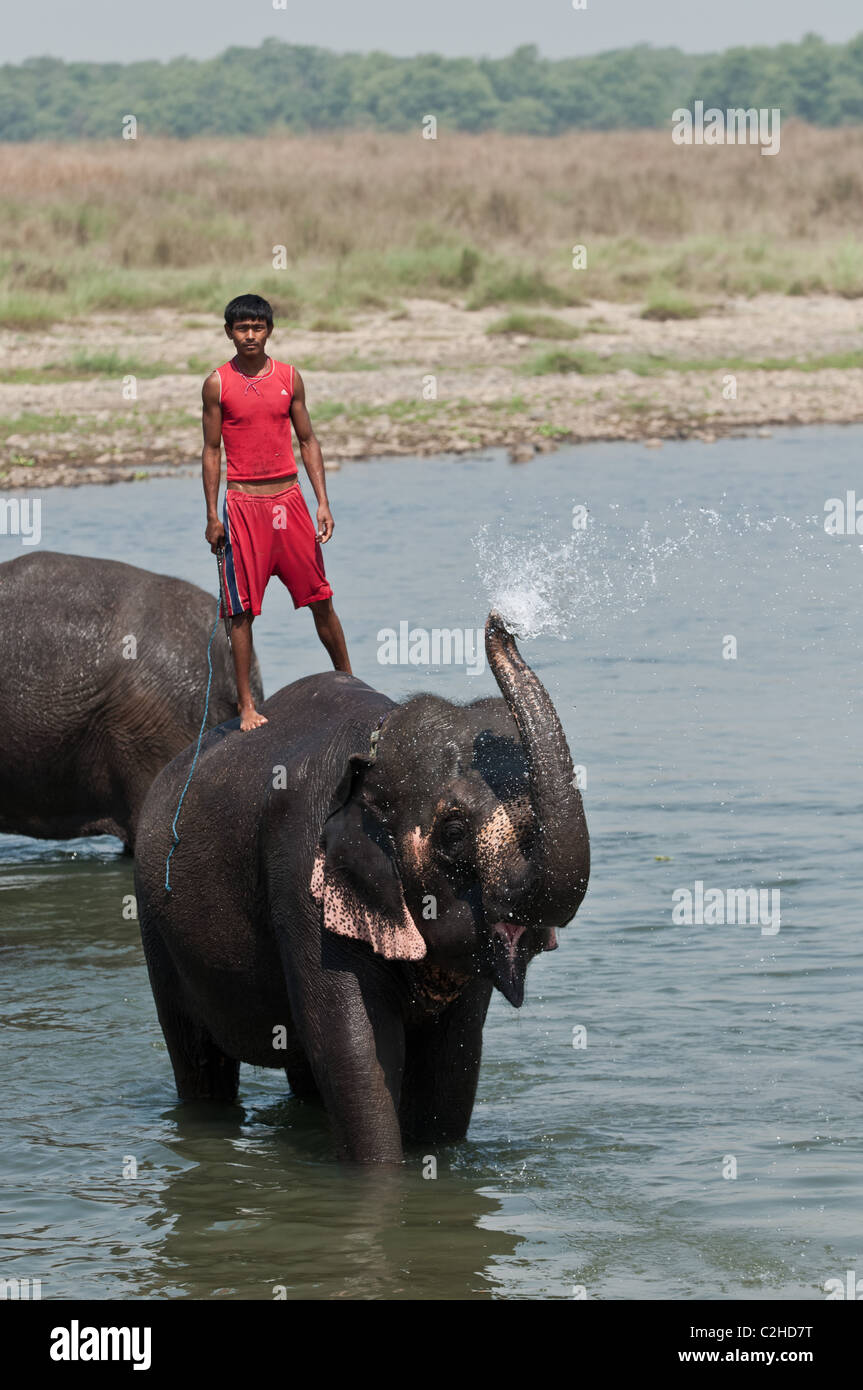 Elephant bagno tempo Foto Stock