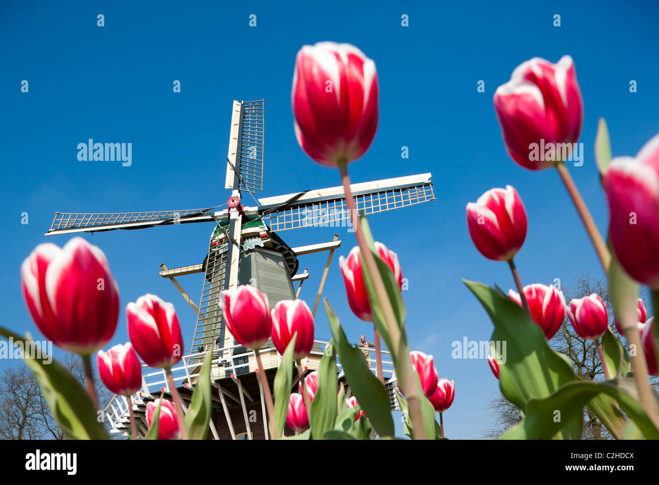 Giardini Keukenhof. Mulino a vento olandese con Miller e alto edificio rosso e bianco tulipani a Keukenhof Tulip giardini fioriti di Lisse, Holland, Paesi Bassi Foto Stock