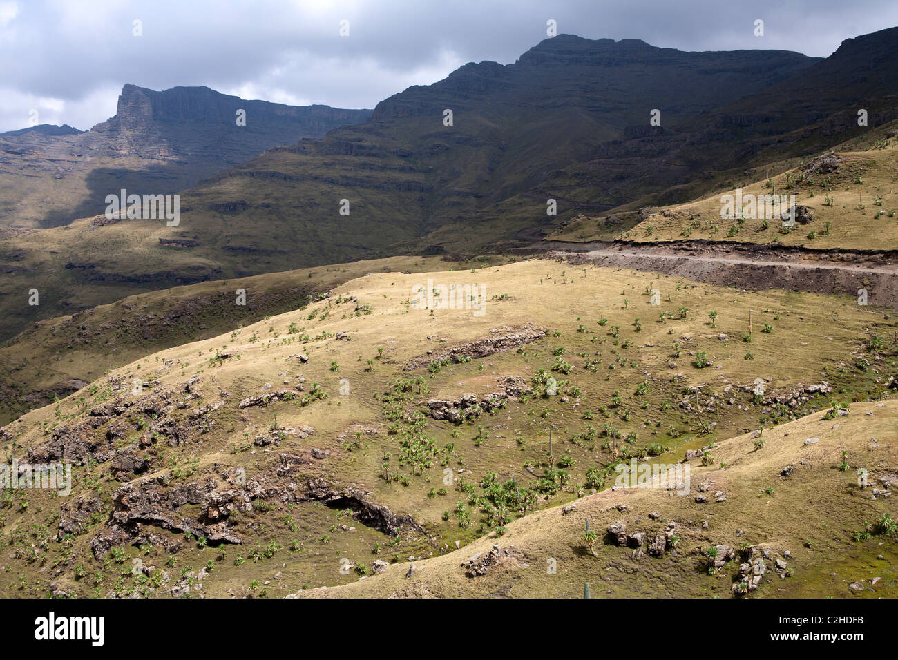 Vista su lobelia-pendenze coperte a Ras Dashen (sinistra), Etiopia il picco più alto, Simien Mountains Foto Stock