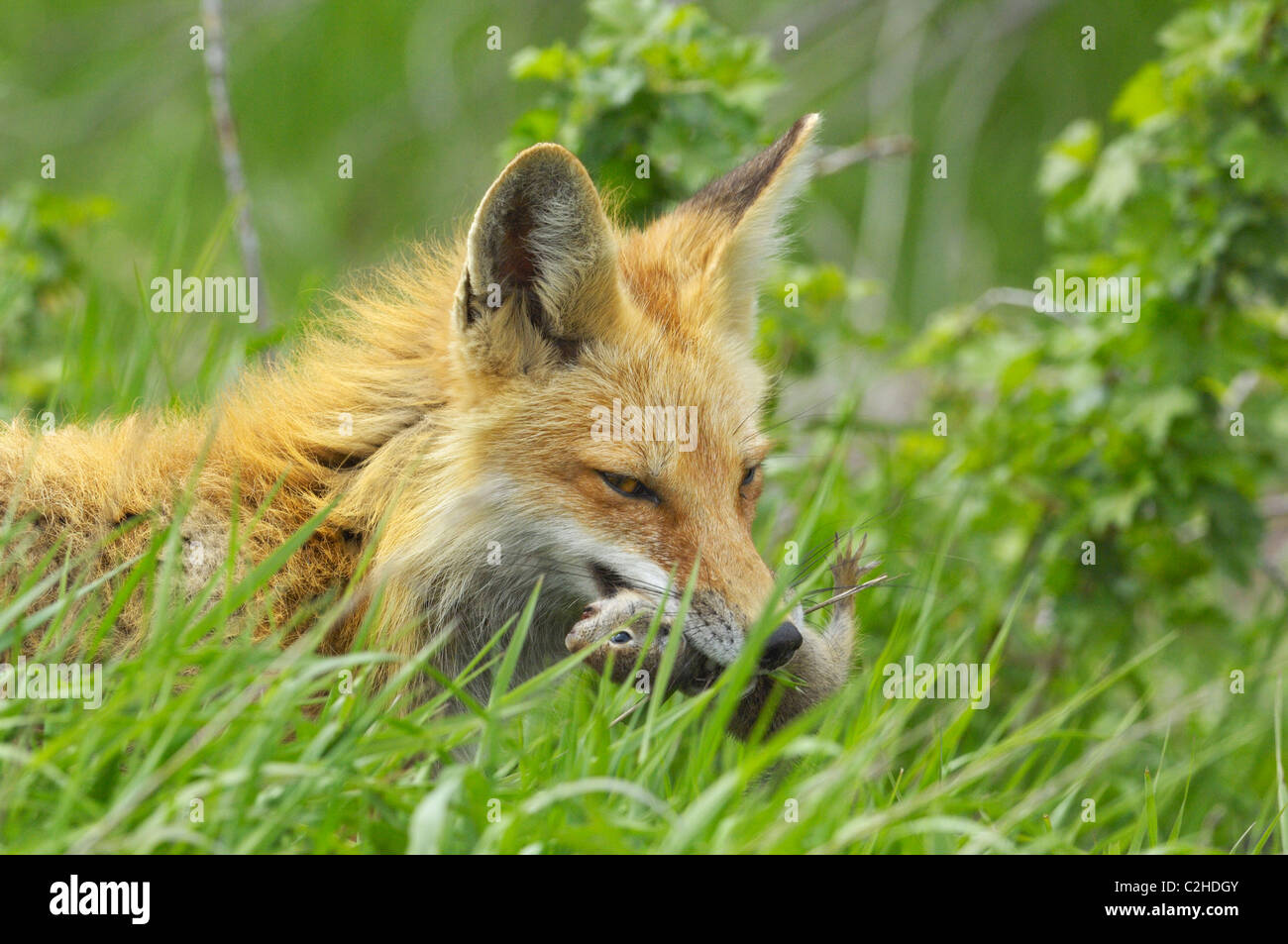 Red Fox con scoiattolo di terra Foto Stock