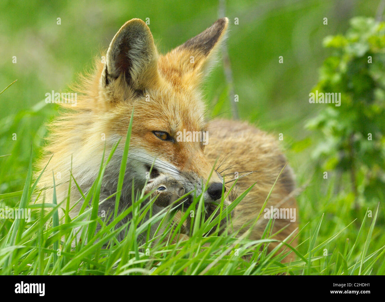 Red Fox strappi dopo una sfortunata scoiattolo di terra Foto Stock