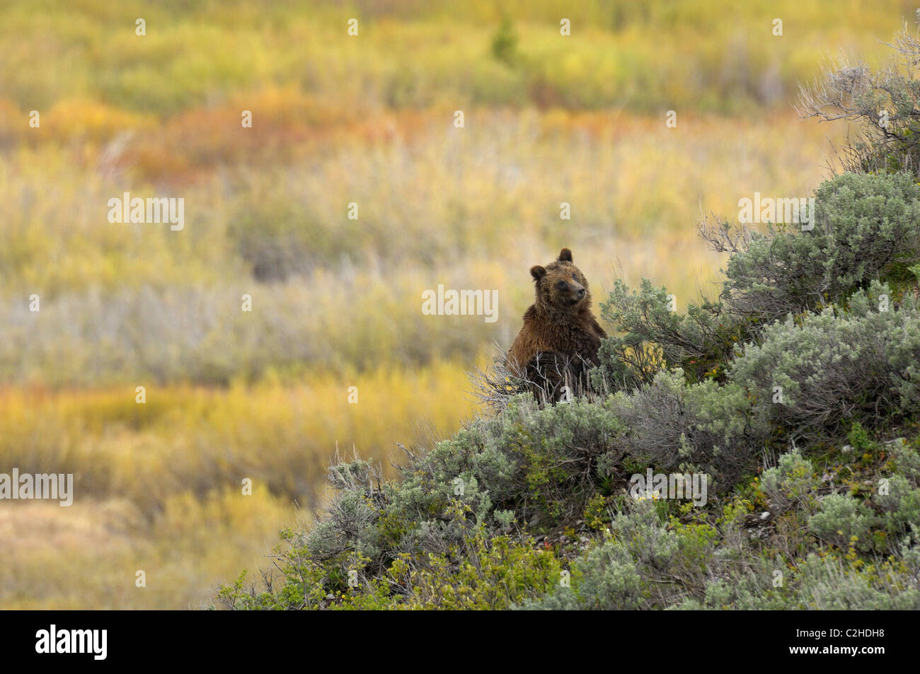 Orso grizzly paesaggio Foto Stock