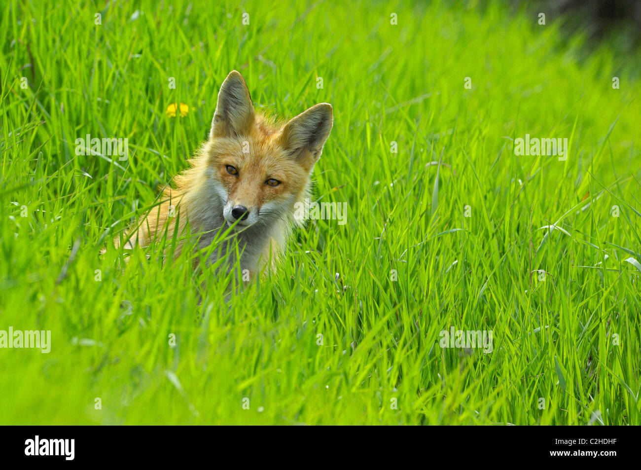 Red Fox seduti nell'erba alta su una collina Foto Stock