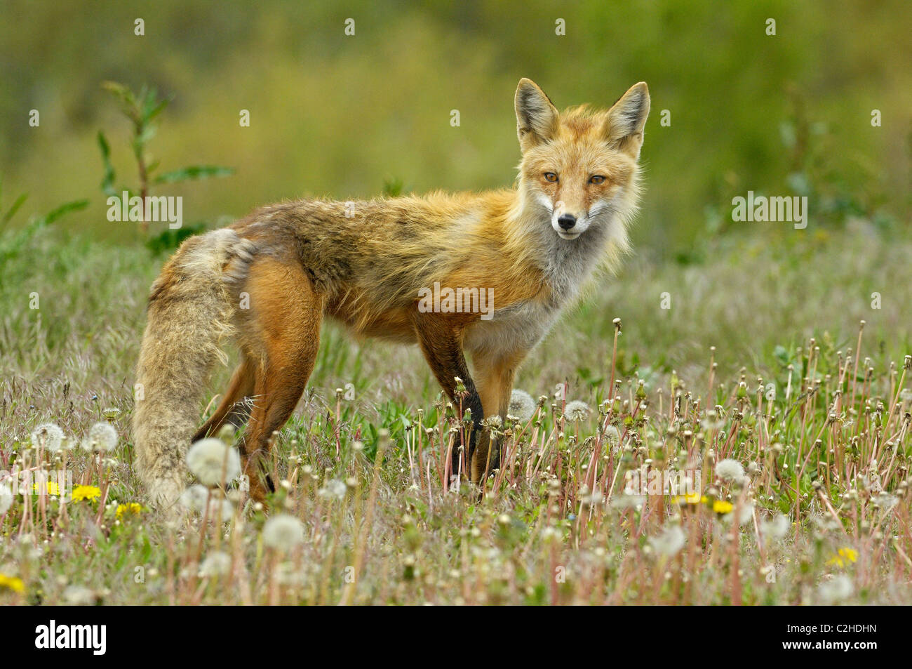 Red Fox in primavera. Foto Stock
