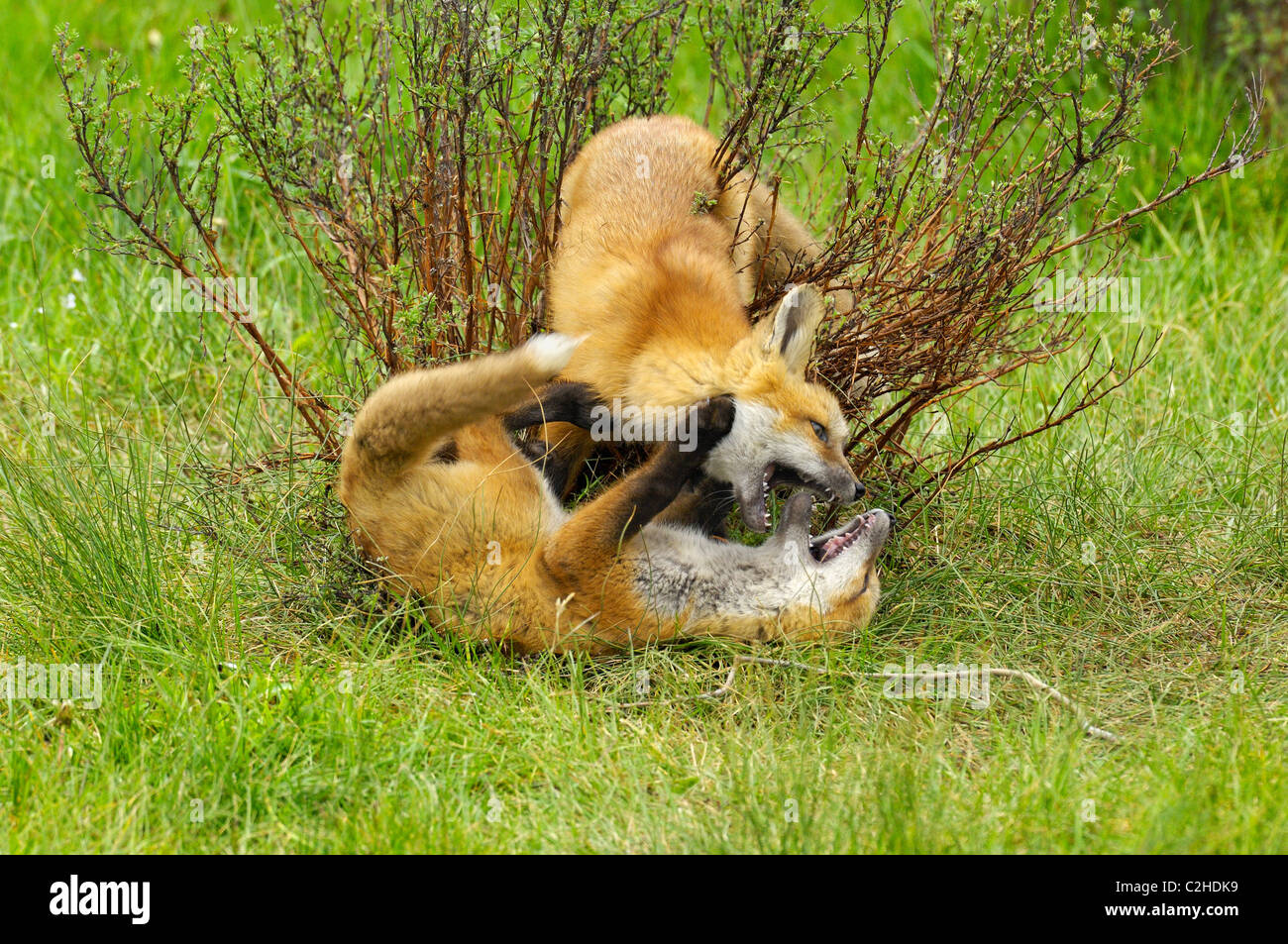 Baby volpi rosse wrestling Foto Stock