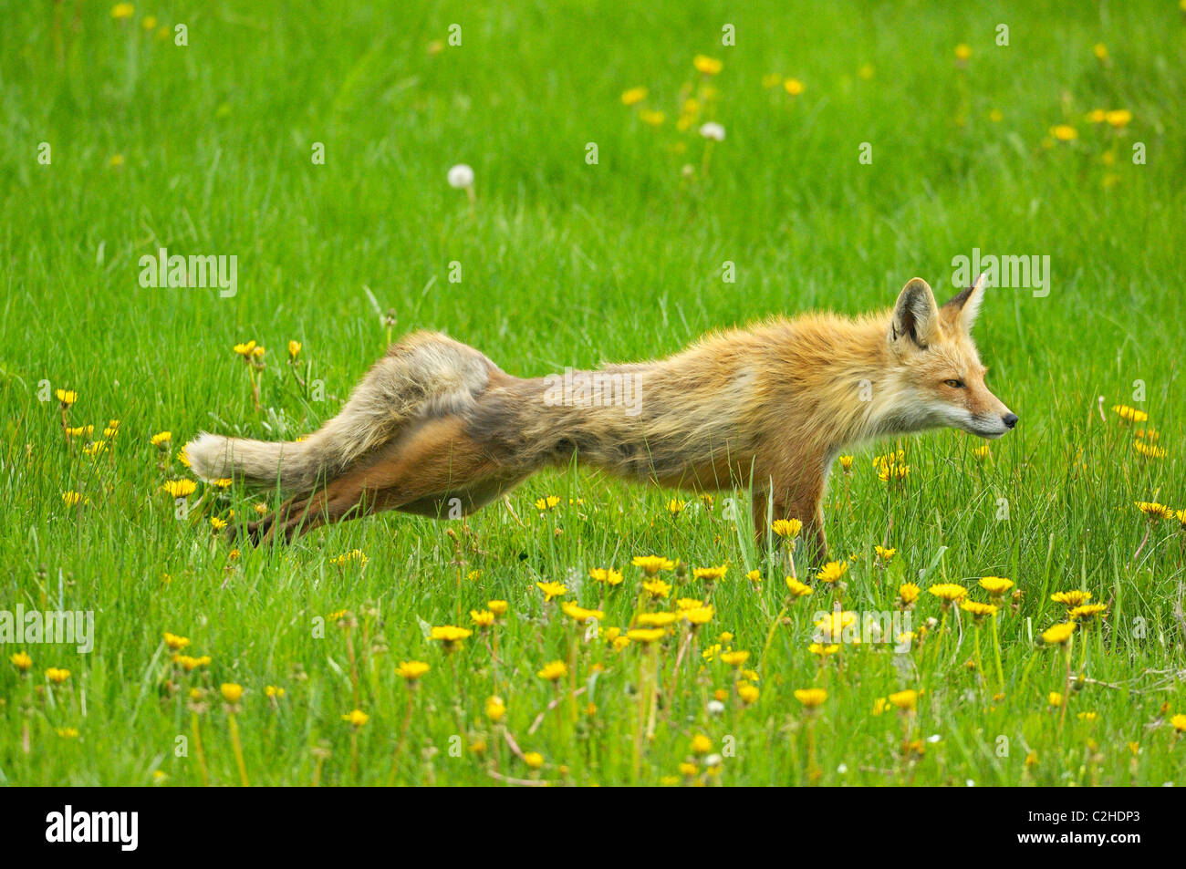 Red Fox Stretching Foto Stock