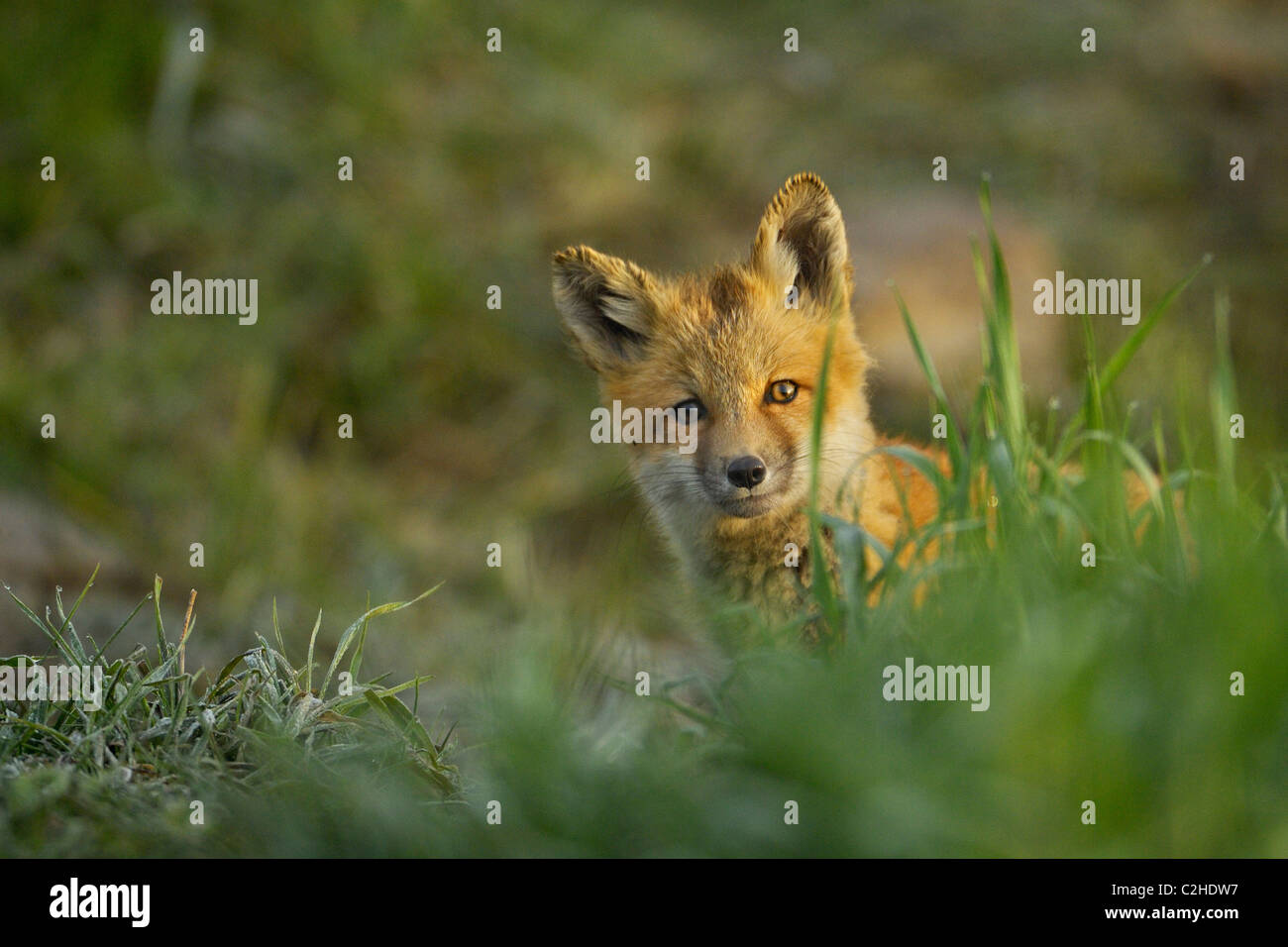 Ritratto di un bambino Red Fox in bella luce Foto Stock
