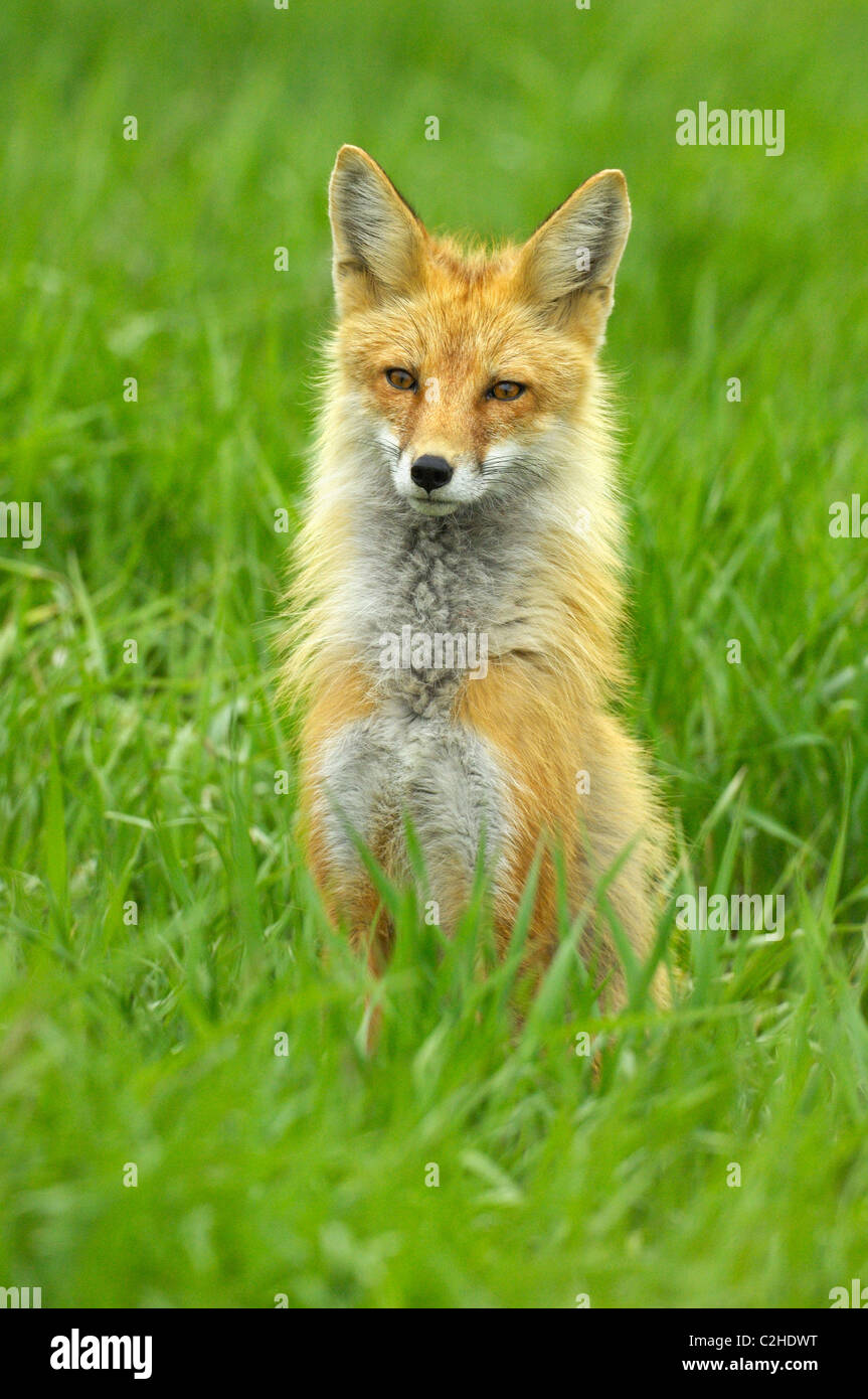 Ritratto di Fox Foto Stock