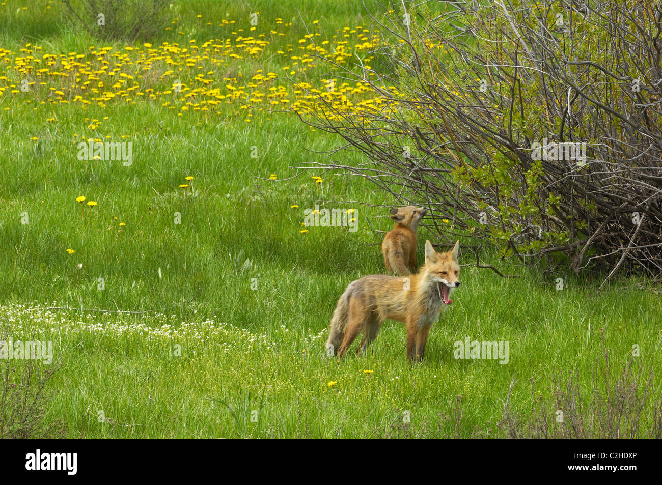 Madre fox sta di guardia in pieno di fiori di prato a molla Foto Stock