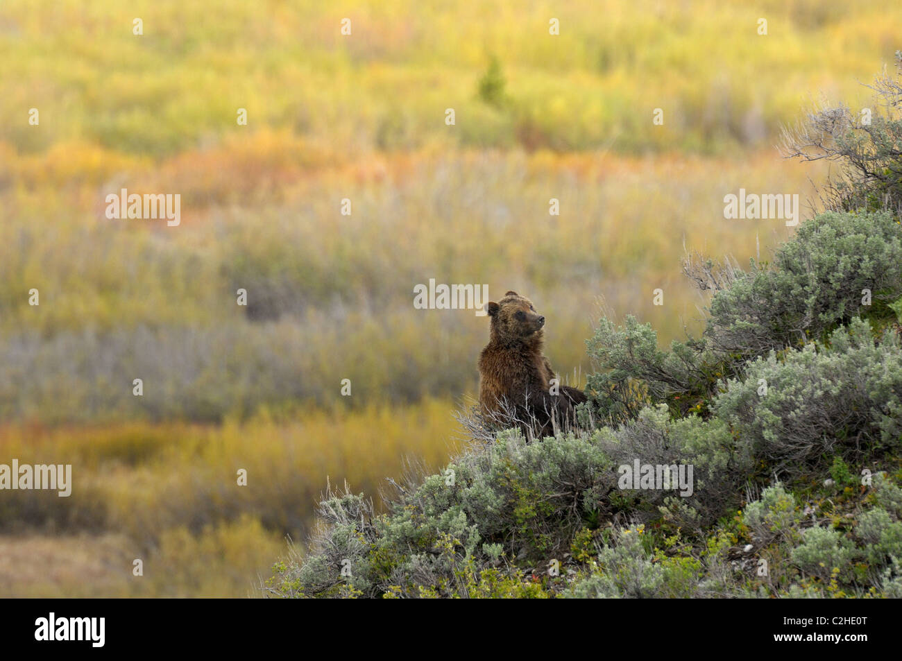 Orso grizzly sedile hillside Foto Stock