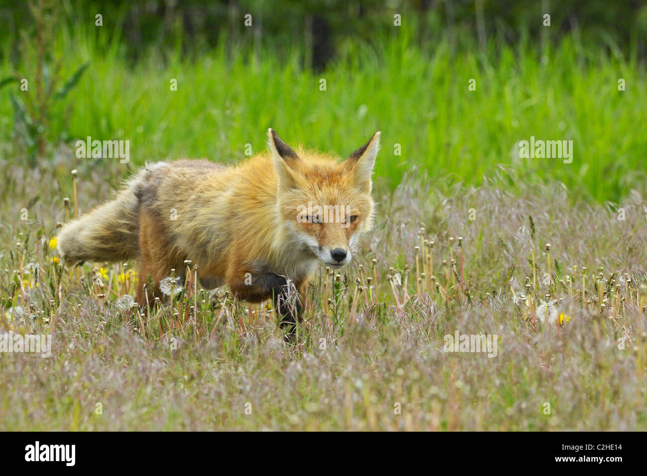 Preda della visione del caccia volpe rossa Foto Stock