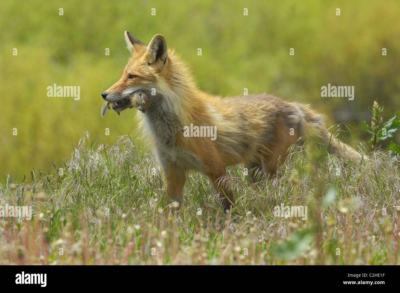 Una volpe rossa pause in un campo di tarassaco con una massa di scoiattolo nella sua bocca. Foto Stock