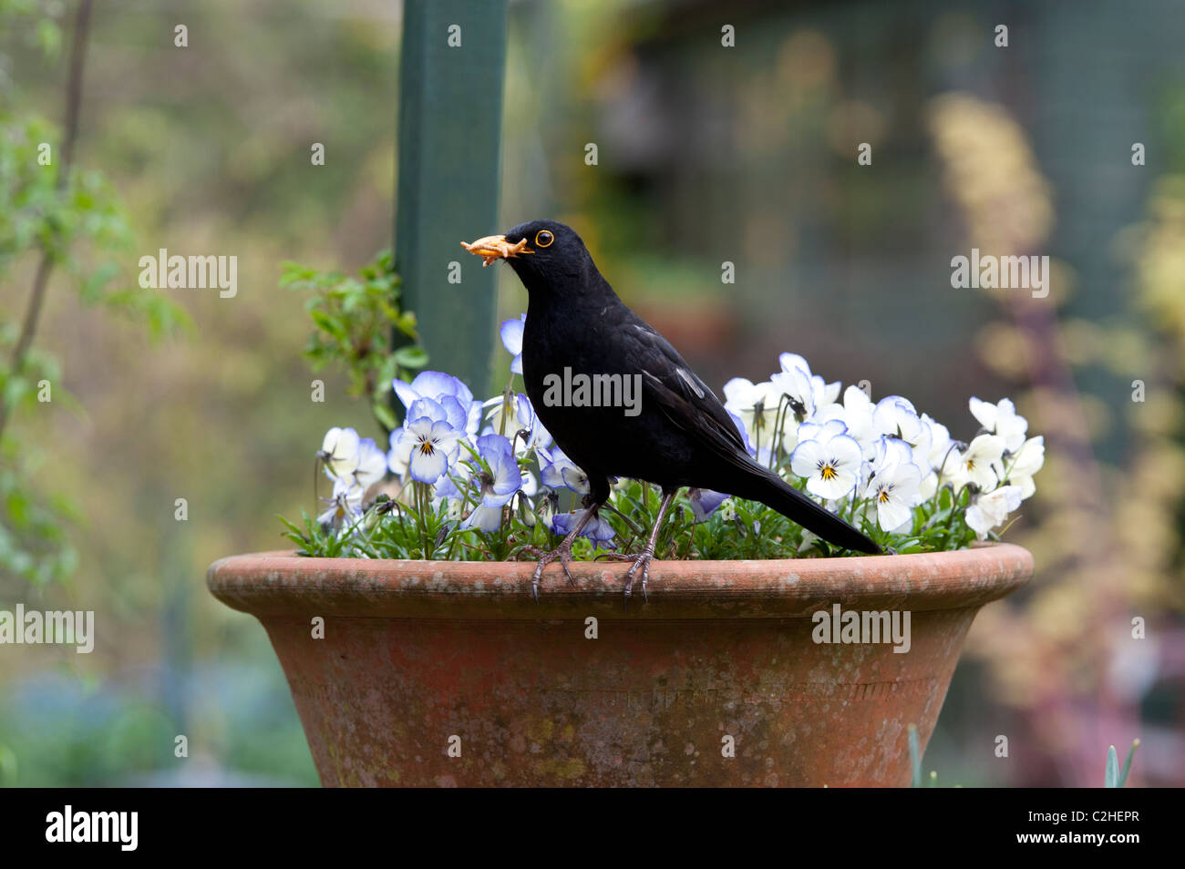 Albino parziale blackbird con mealworms in piedi su un vaso di fiori viola in un giardino Foto Stock