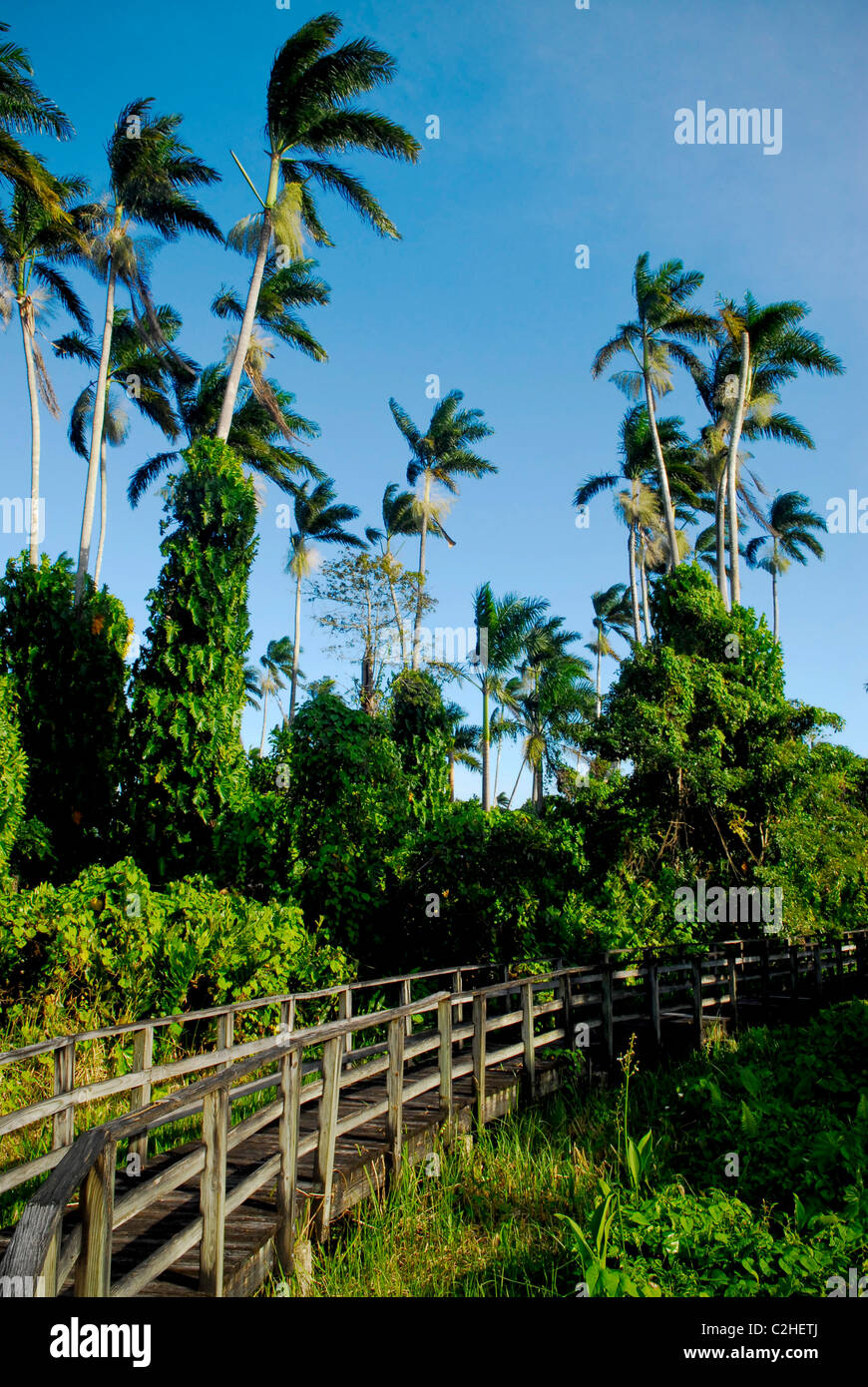 Le palme e la passerella in legno ponte a 289 acri di Royal Palm si riserva, sulla grande Morass, vicino a Negril, Westmoreland, Giamaica Foto Stock