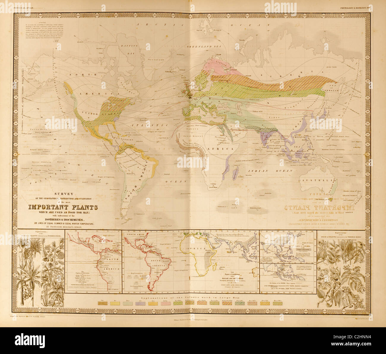 Piante alimentari del mondo Foto Stock