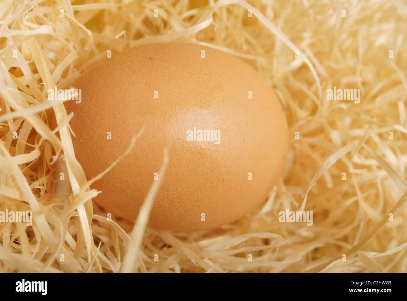 Brown uovo nel nido. Primo piano Foto Stock