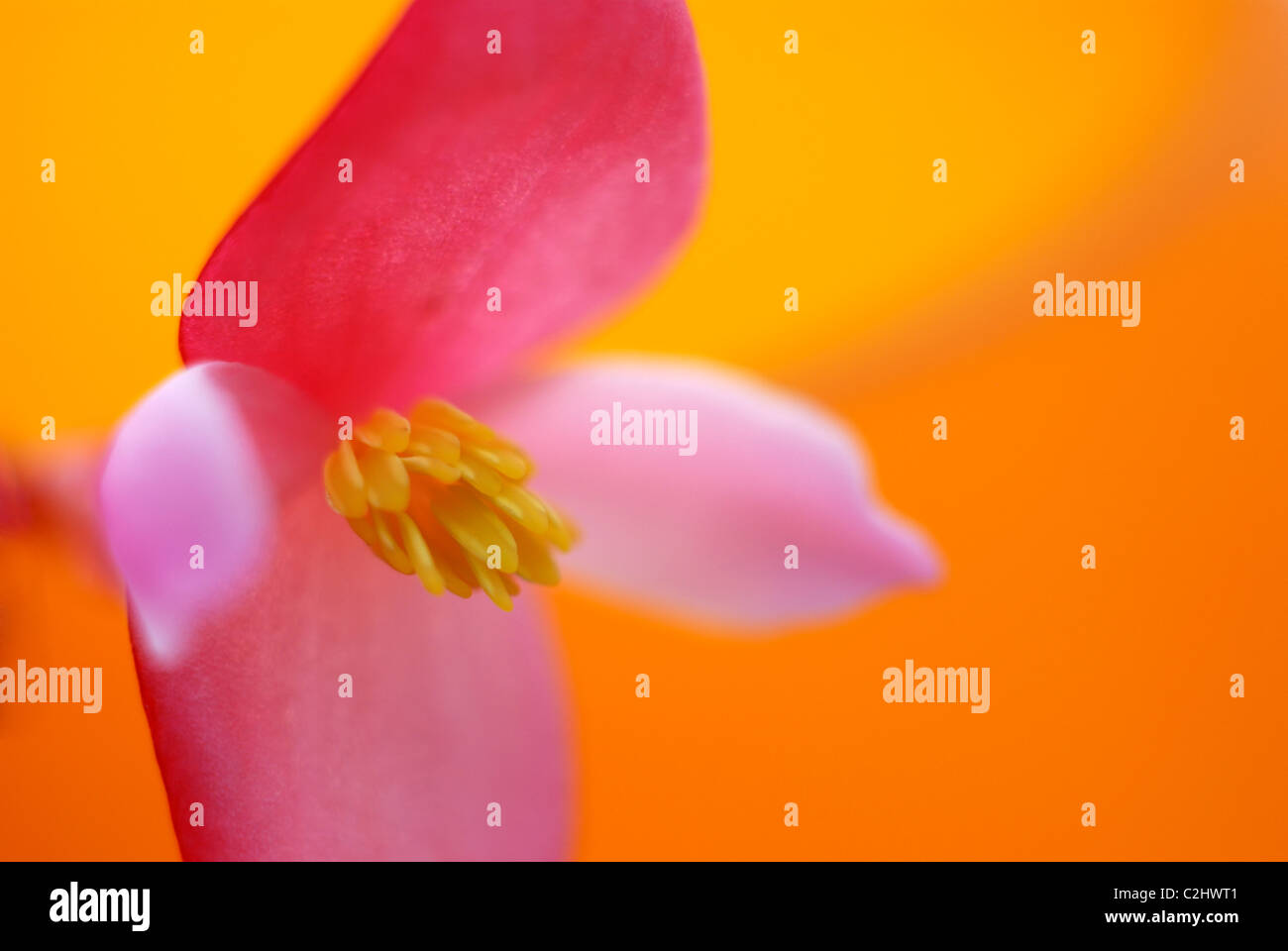 Begonia fiore Foto Stock