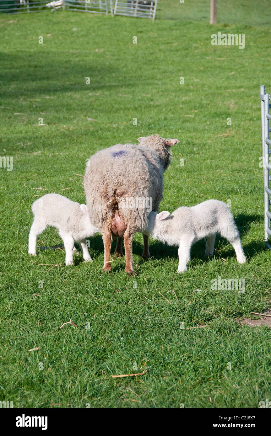 Una settimana di età agnelli lattante dalla madre. Pecore Shetland Foto Stock