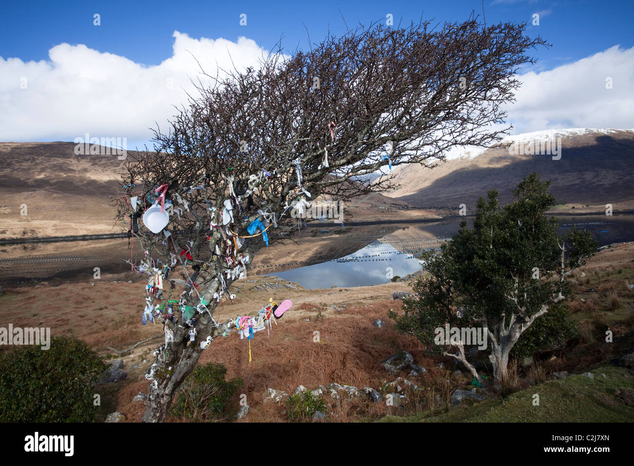 Fairy Tree sulla riva di Killary Harbour, Connemara, nella contea di Galway, Irlanda. Foto Stock