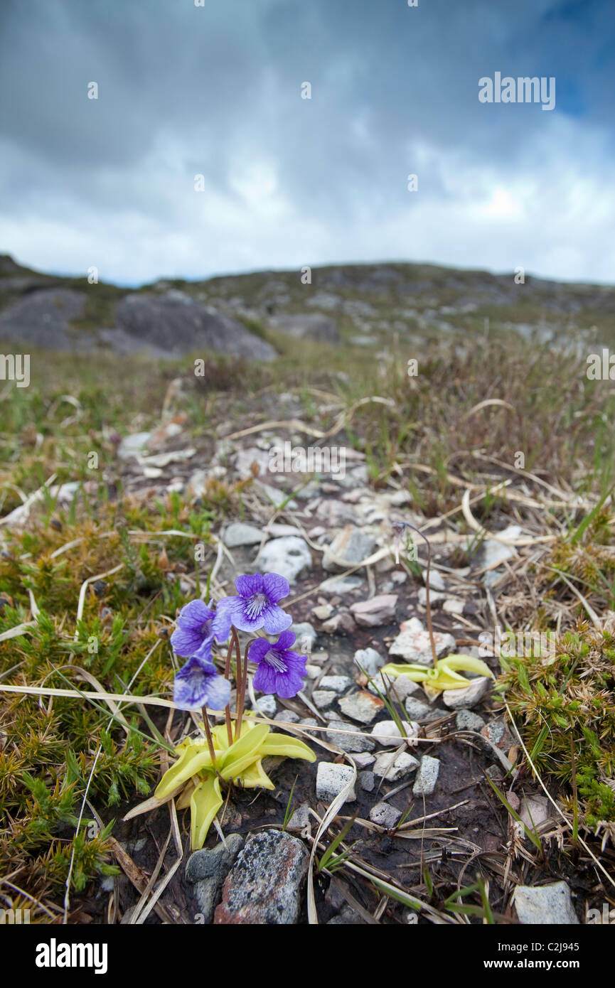 Comune (Butterwort pinguicula vulgaris) che cresce su un pendio di montagna, la testa di pecora Penisola, County Cork, Irlanda. Foto Stock