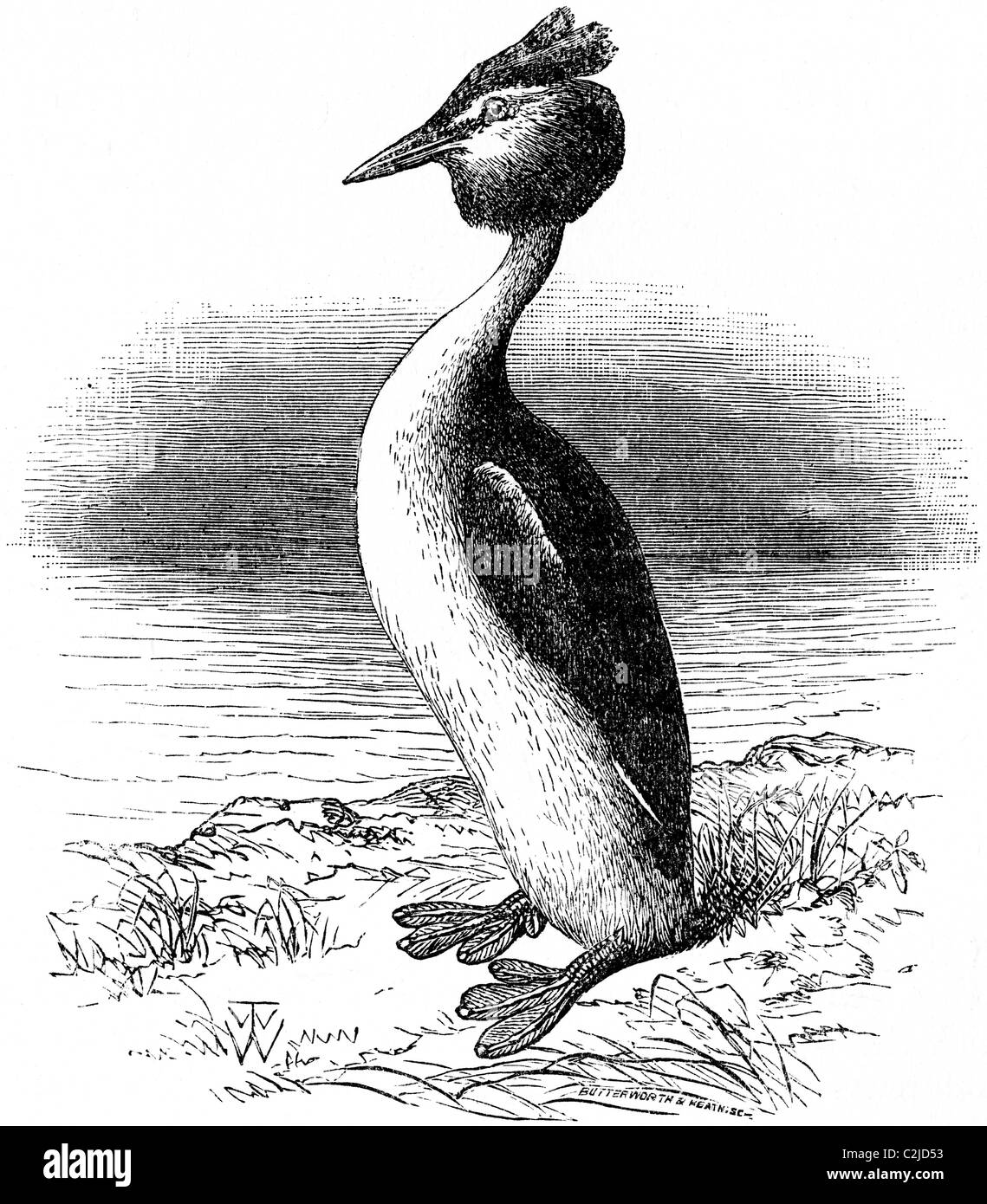 Xix secolo illustrazione del libro preso dalla nona edizione (1875) della Enciclopedia Britannica, di Svasso maggiore Foto Stock
