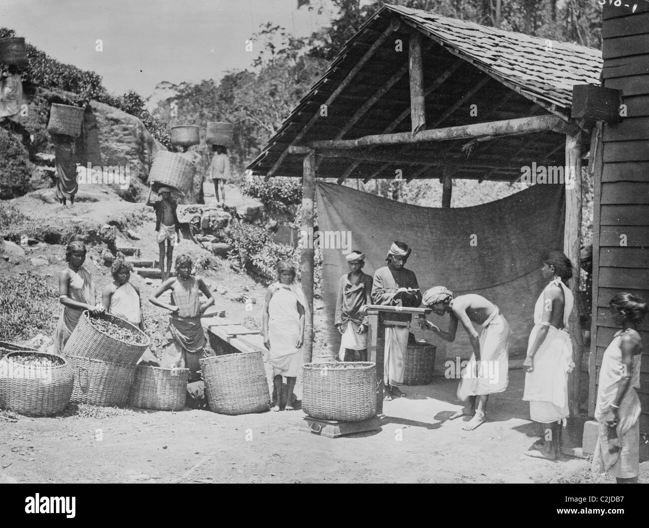 Pesatura del tè di Ceylon Foto Stock