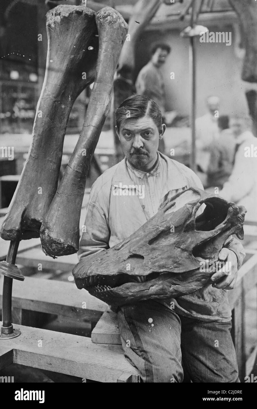 Museo lavoratore tiene testa di un Diplodocus scheletro Foto Stock