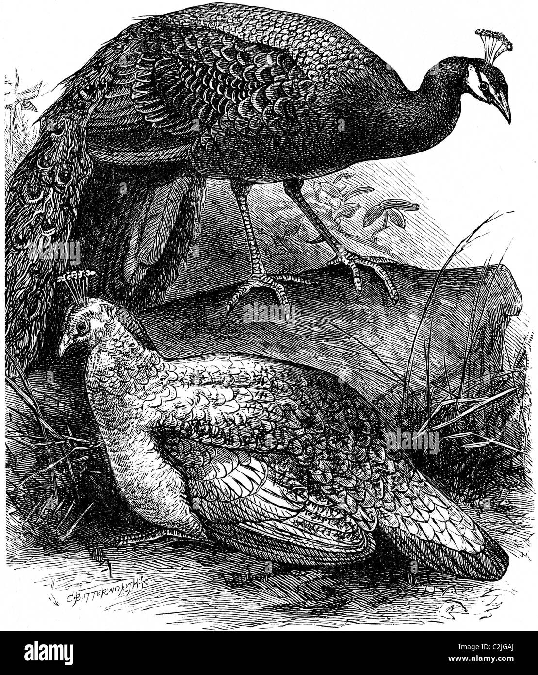 Xix secolo illustrazione del libro preso dalla nona edizione (1875) della Enciclopedia Britannica, del peacock e Peafowl Foto Stock