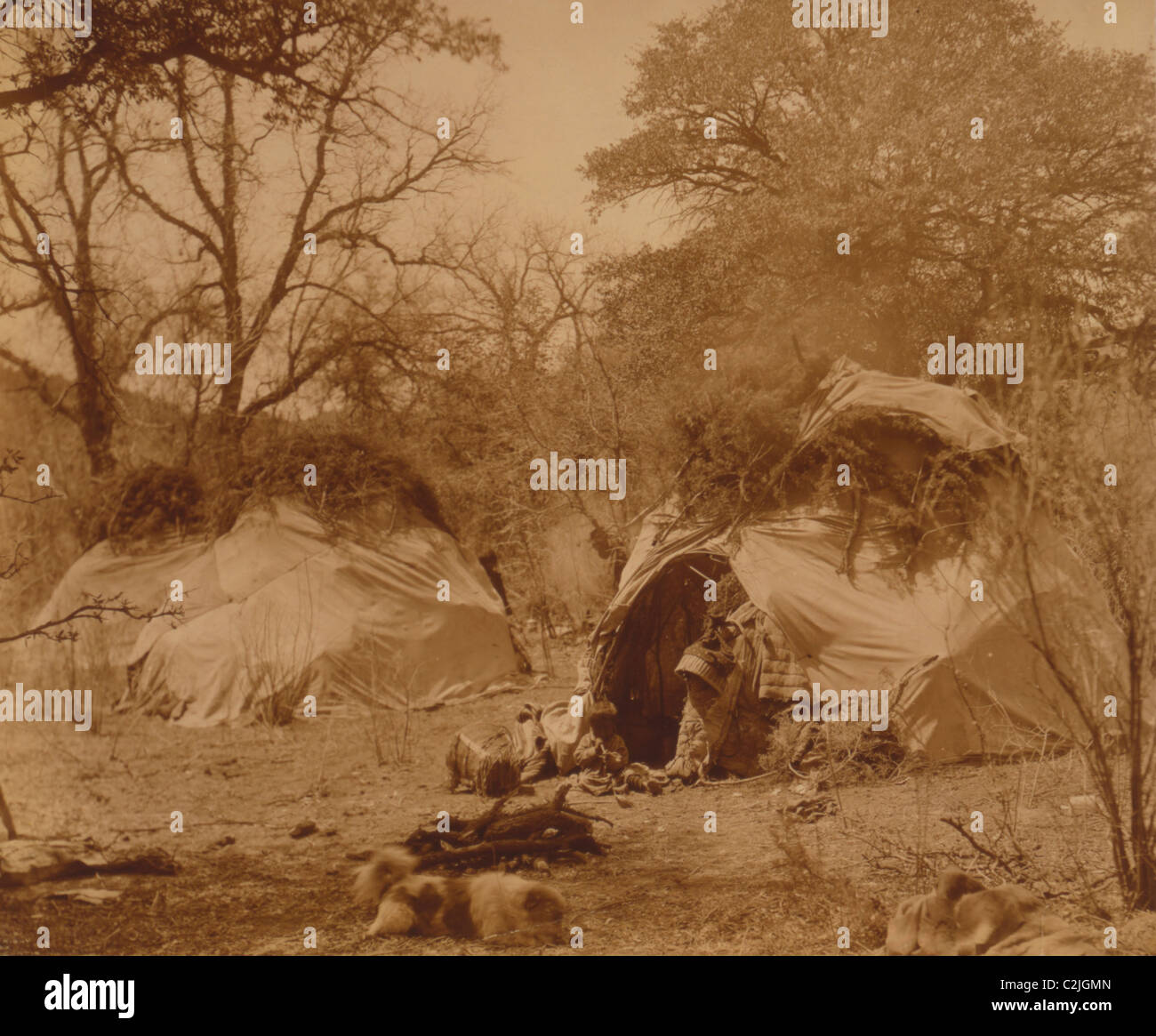 Un campo tra le querce Foto Stock