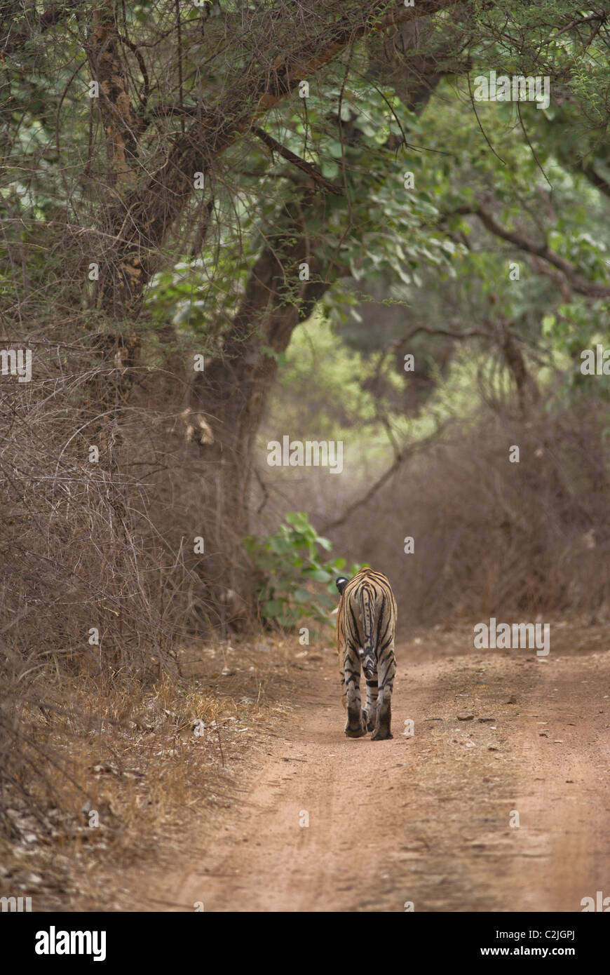 Tigre del Bengala di pattuglia sulla giungla via in Ranthambore Riserva della Tigre, Rajasthan, India. ( Panthera Tigris ) Foto Stock