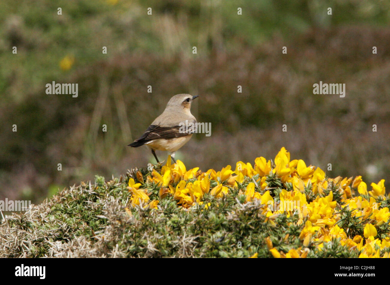 Culbianco, Oenanthe oenanthe, Muscicapidae. Uccello maschio arroccato su una boccola di ginestre, Cornwall, Regno Unito. Foto Stock