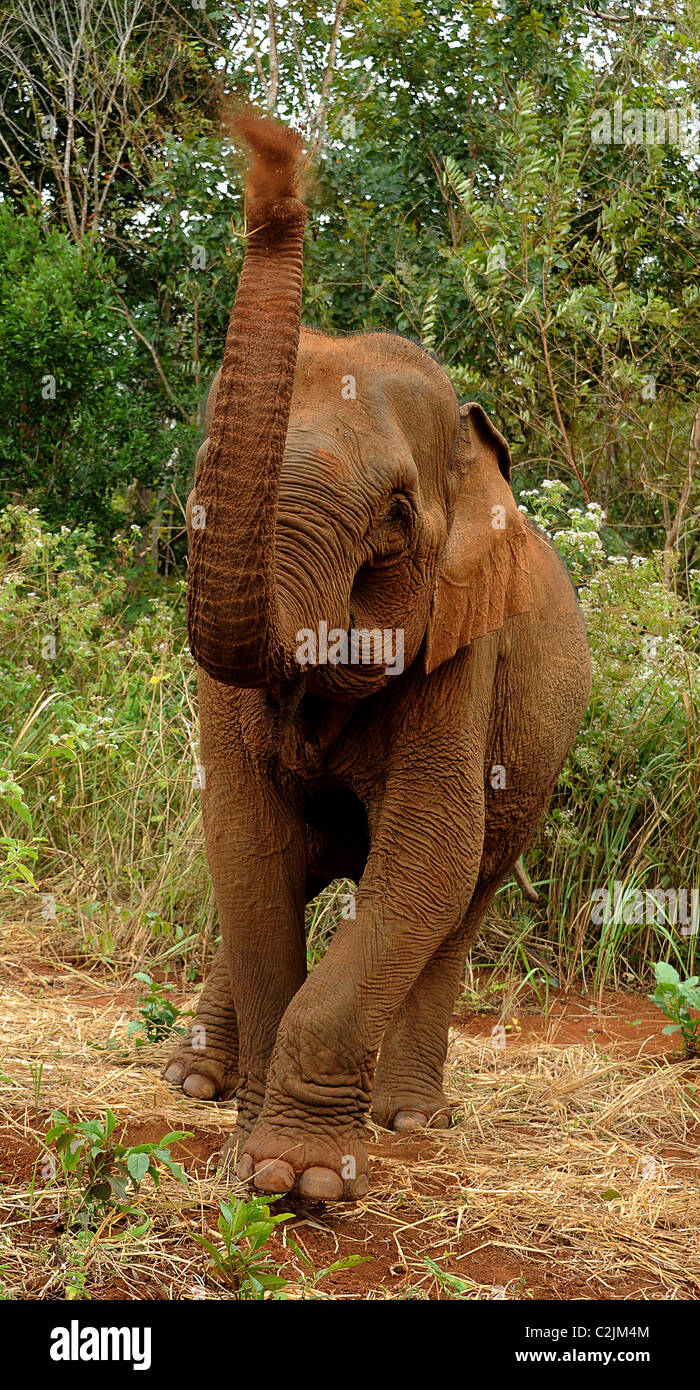 Elephant godendo della libertà e habitat naturale della Valle di elefante, Sen Monorom, zone di Mondulkiri Provincia, Cambogia Foto Stock