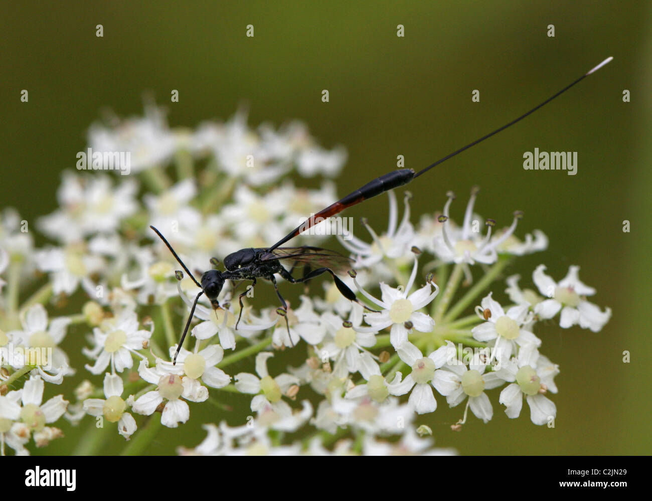 Predatori di vespe, Gasteruption jaculator, Gasteruptiidae, Evanioidea, Apocrita, Hymenoptera. Foto Stock