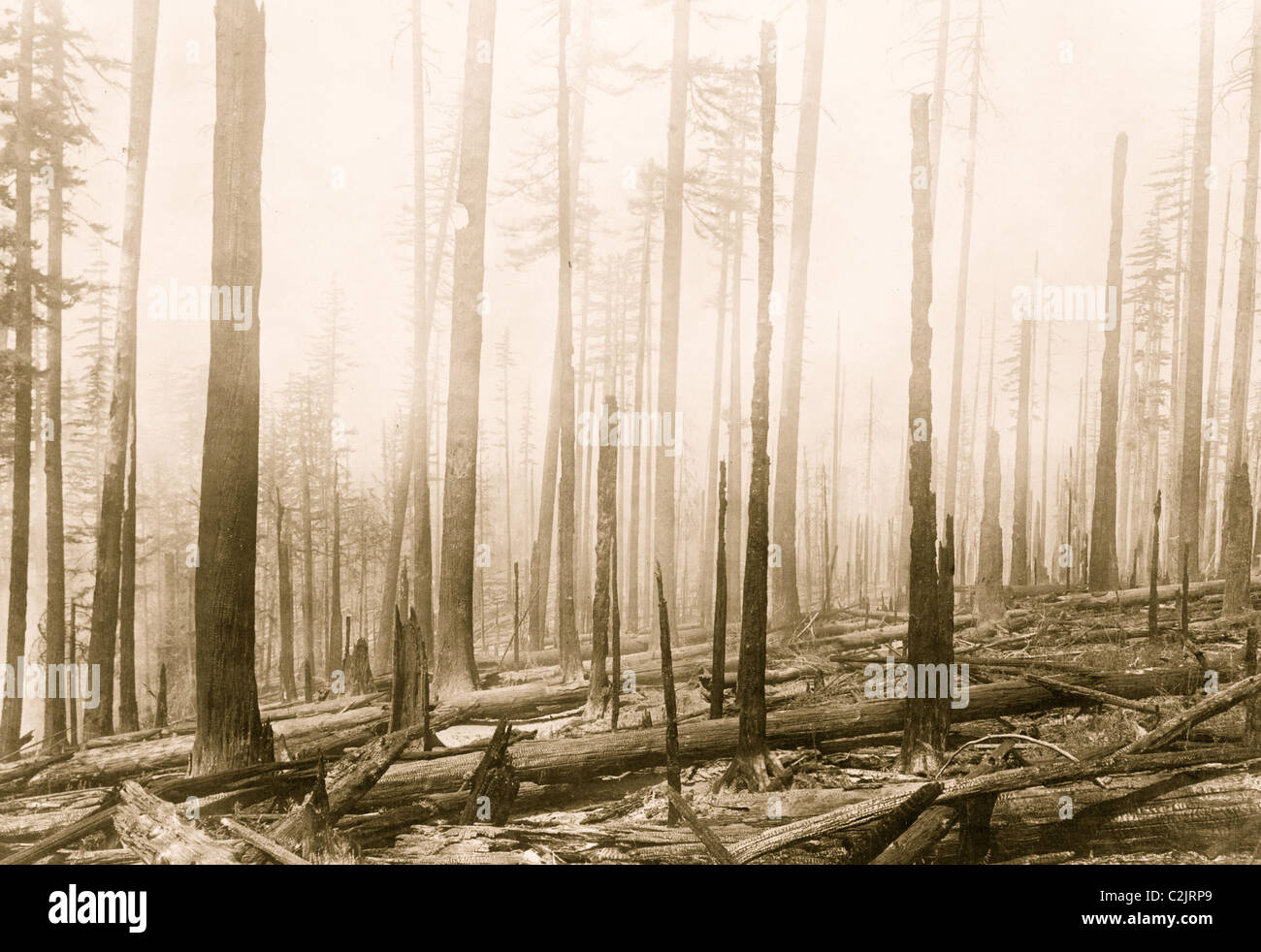 Oregon National Forest. Per effetto del fuoco su di un vecchio bruciare. Foto Stock