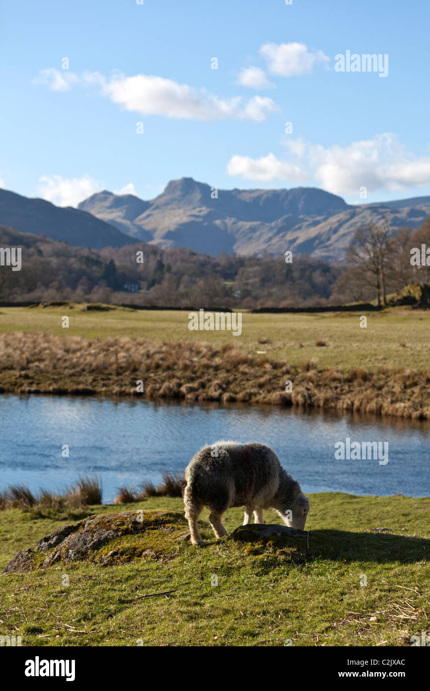 Pecore inerbimento accanto a Elter acqua con The Langdale Pikes in background Foto Stock