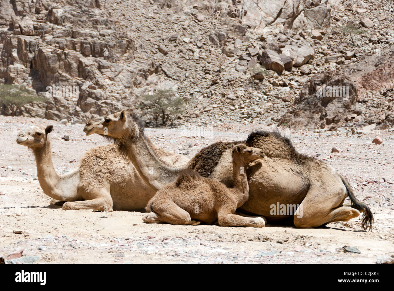 Cammello con vitello madre - Penisola del Sinai, Egitto Foto Stock