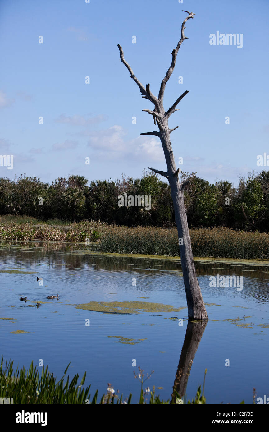 La natura in scena al Green Cay zone umide, Florida, Stati Uniti d'America Foto Stock