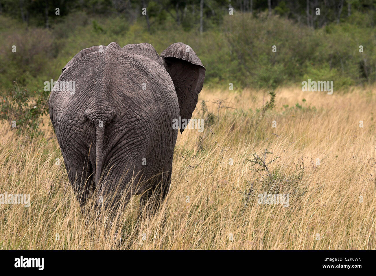 Masai Mara, Kenya, Africa; dell' elefante africano a piedi in erba lunga Foto Stock