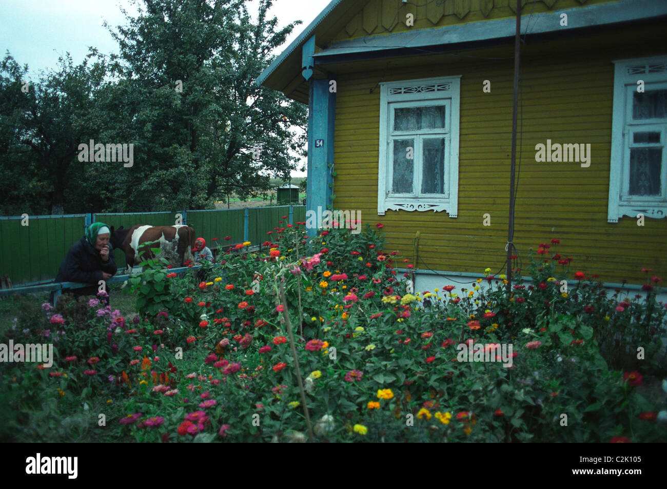 Le donne di mungere mucca in villaggio con architettura fiori Bielorussia bielorussi Foto Stock