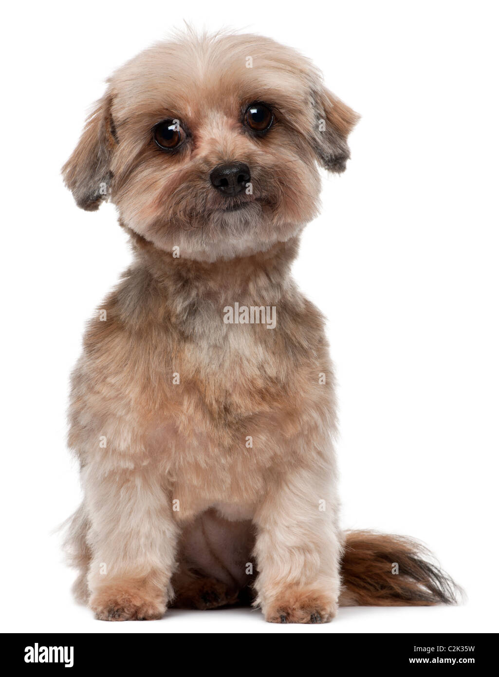 Shih tzu, 5 anni, seduto di fronte a uno sfondo bianco Foto Stock