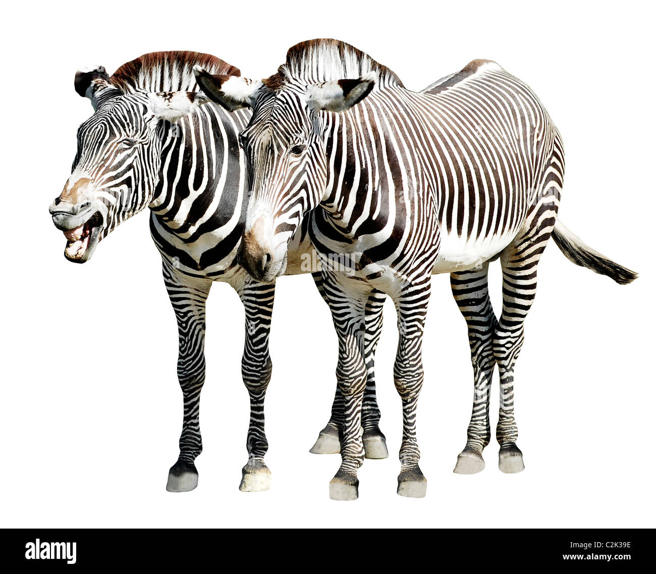 Due zebre di Grevy (Equus grevyi) in piedi isolato su sfondo bianco Foto Stock