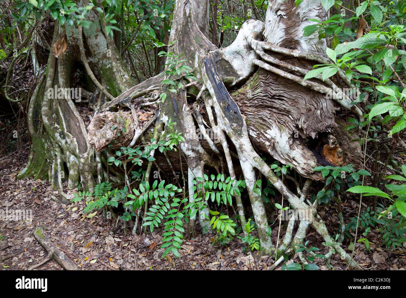 Florida Strangler Fig (ficus aurea) @ Gumbo Limbo Trail, Everglades National Park, Florida, Stati Uniti d'America Foto Stock