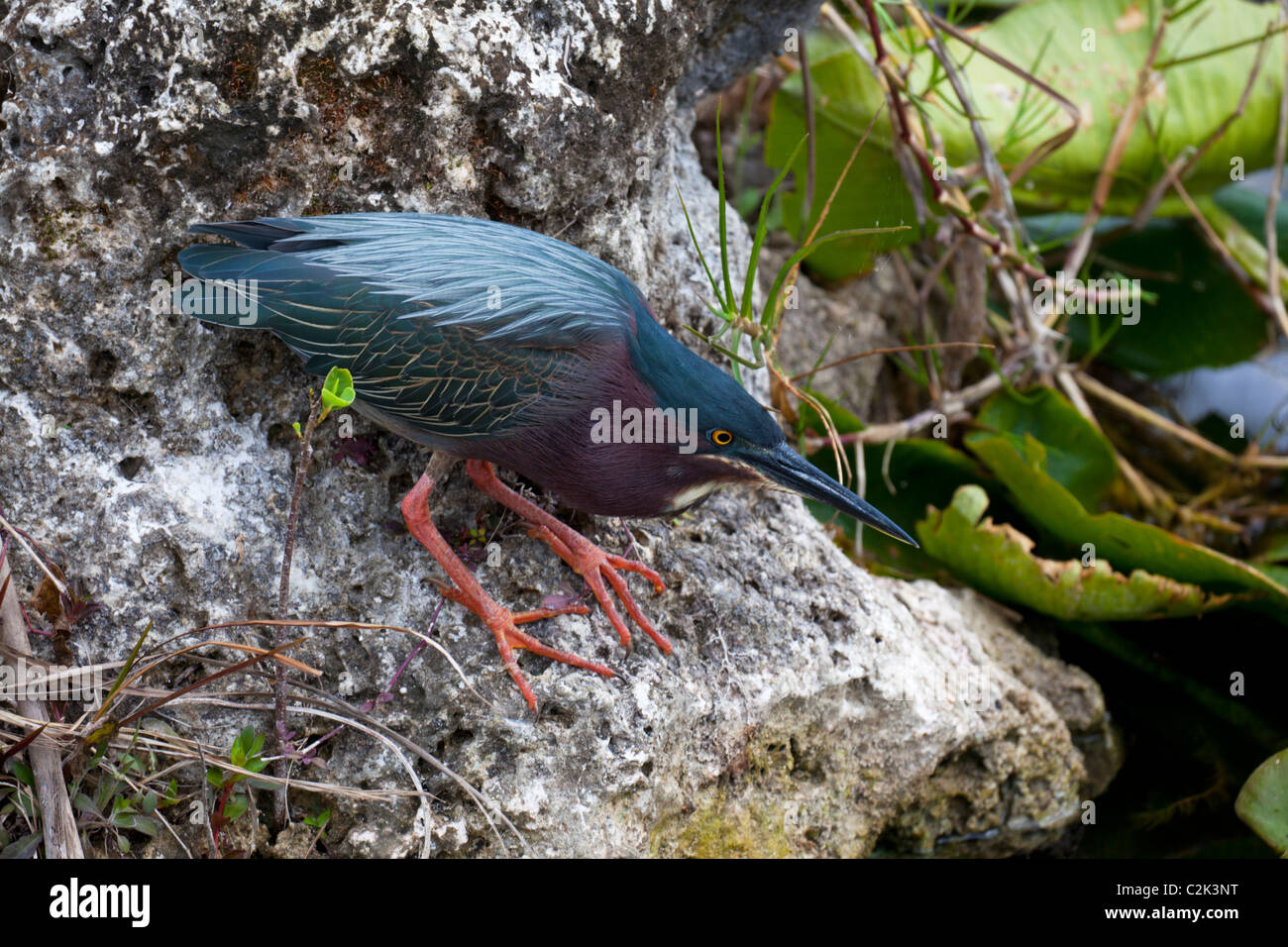 Airone verde (butorides viriscens), Anhinga Trail, Everglades National Park, Florida, Stati Uniti d'America Foto Stock