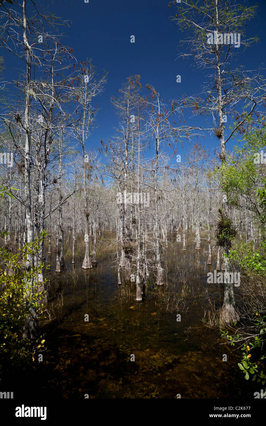 Cypress swamp accanto al vecchio sentiero Tamiami per voli (Loop Road), Florida Foto Stock
