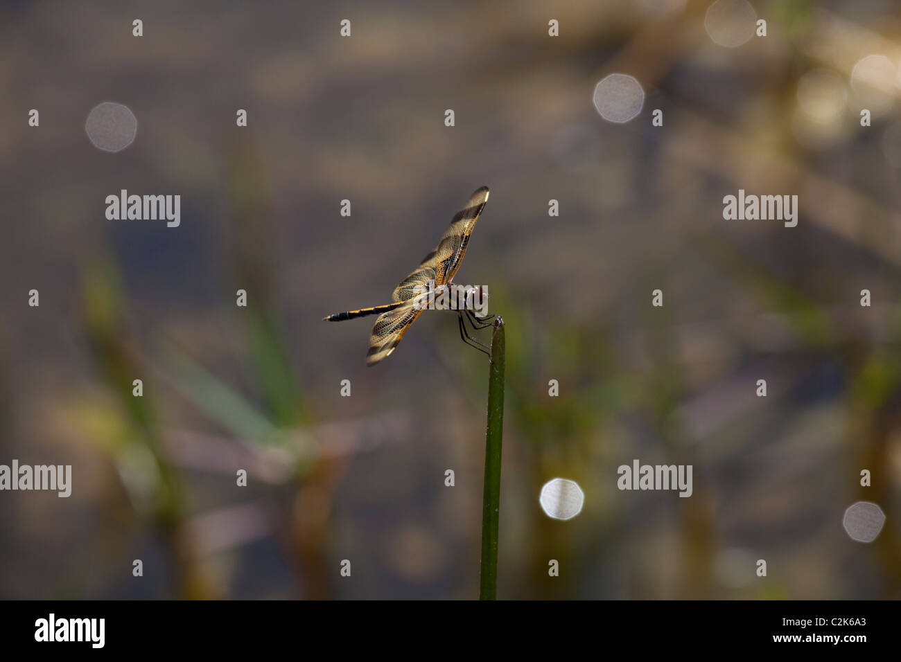 Halloween Pennant Dragonfly presso il parco nazionale delle Everglades, |Florida Foto Stock