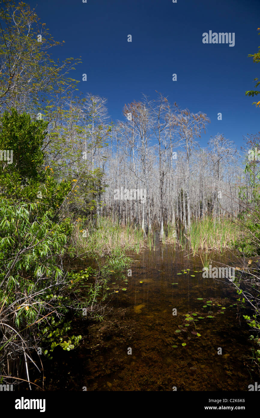 Cypress swamp accanto al vecchio sentiero Tamiami per voli (Loop Road), Florida Foto Stock