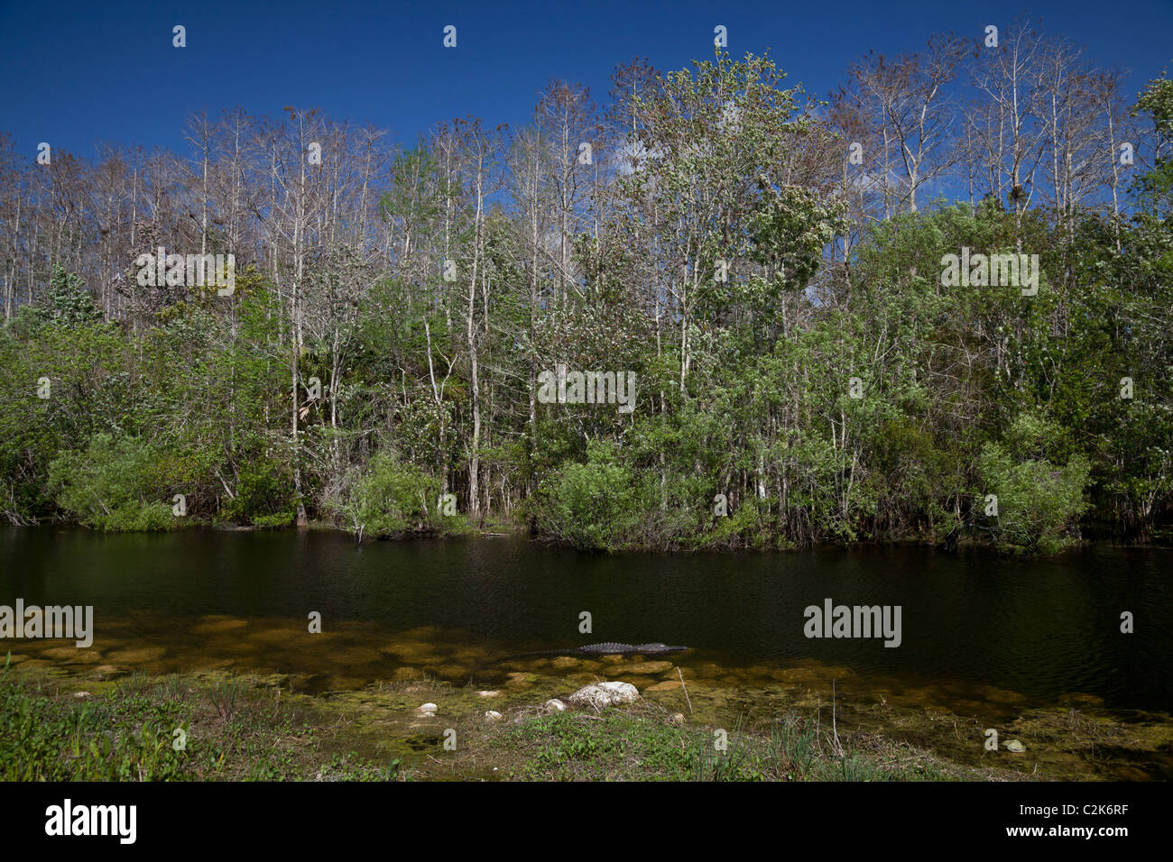 Turner River a H.P. Williams parco stradale. Tamiami per voli Trail, Everglades, Florida, Stati Uniti d'America Foto Stock
