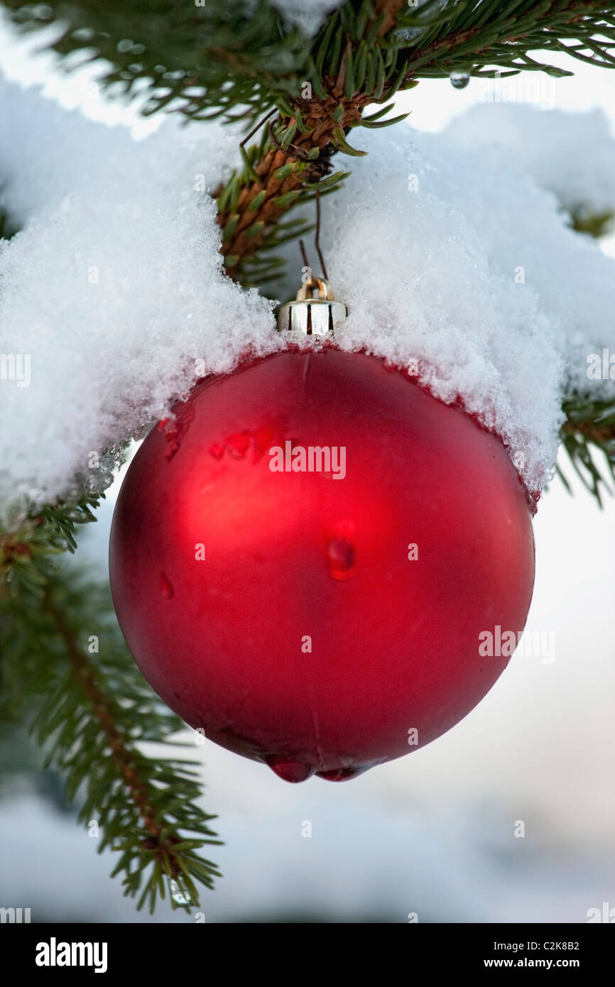 Sfera rossa ornamento pendente da un Snowy ramo di albero Foto Stock